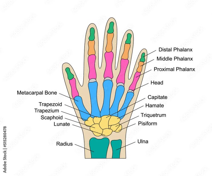 Human hand bones anatomy with descriptions. Colored hand parts ... Human hand bones anatomy with descriptions. Colored hand parts ...