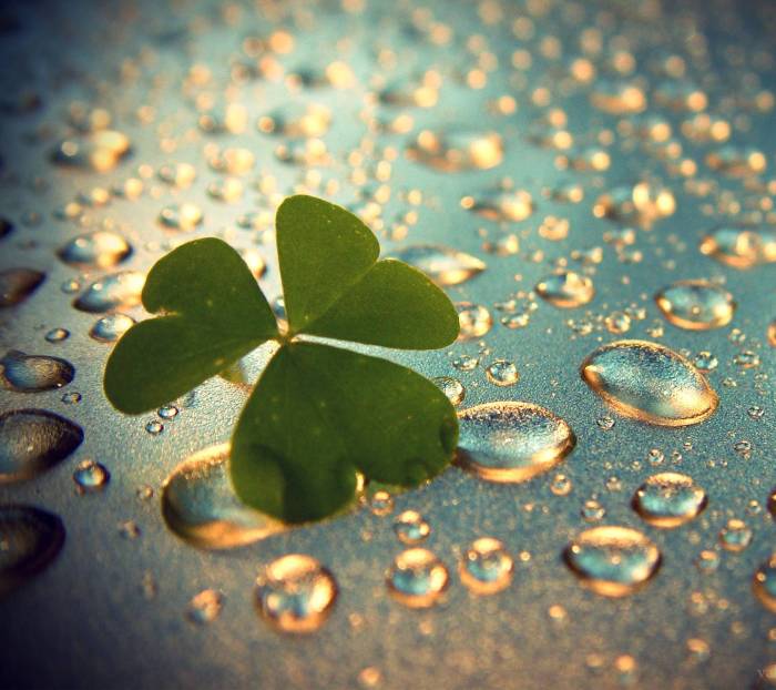 Luck bollywood movie