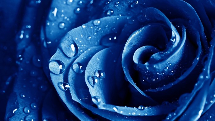 Blue Flowers Wallpapers Images Photos Pictures Backgrounds Blue is the warmest color movie free online