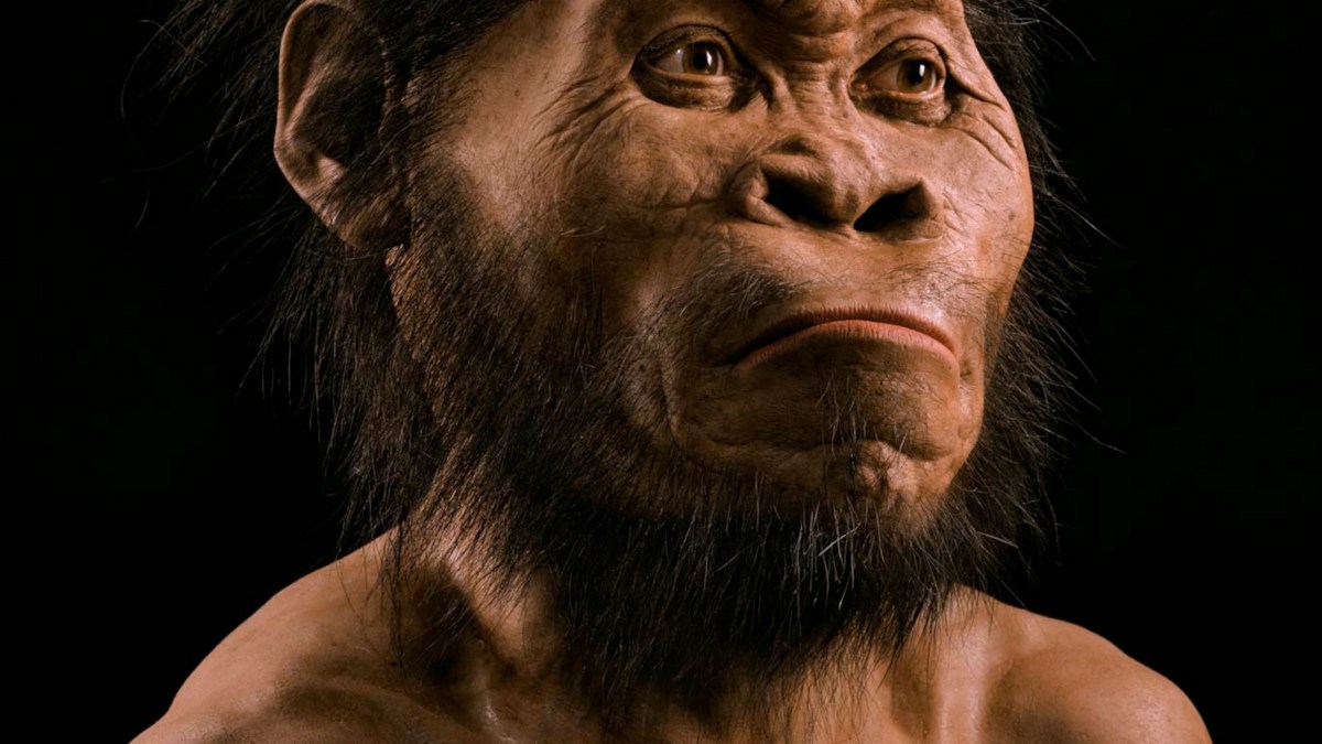 Human Body The human centipede full movie free