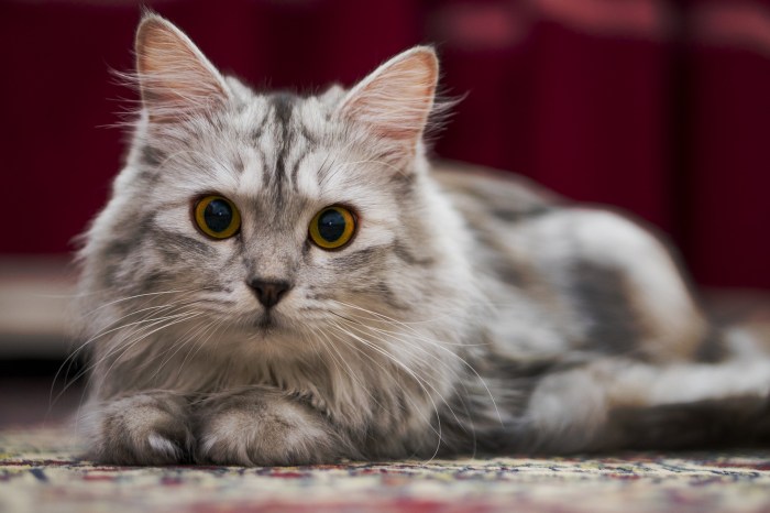 Cat the hat full movie