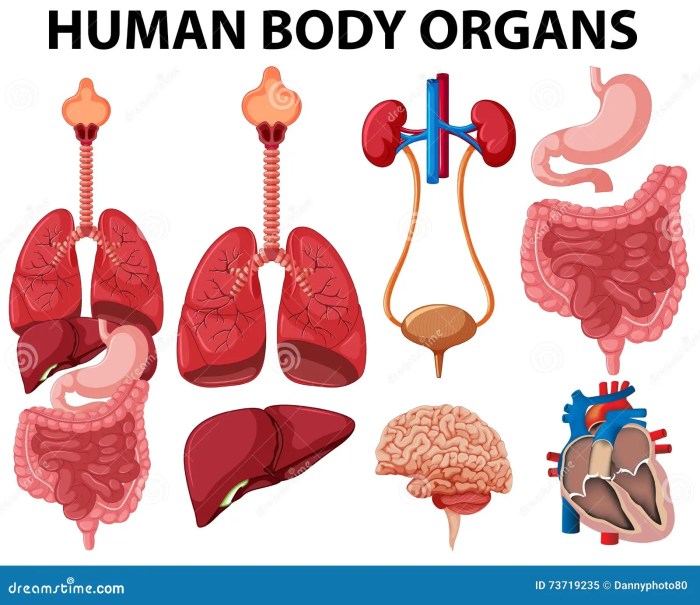 [DIAGRAM] Diagram Body Organs - MYDIAGRAM.ONLINE