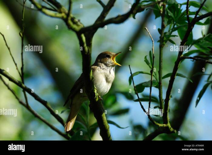 The nightingale kristin hannah movie