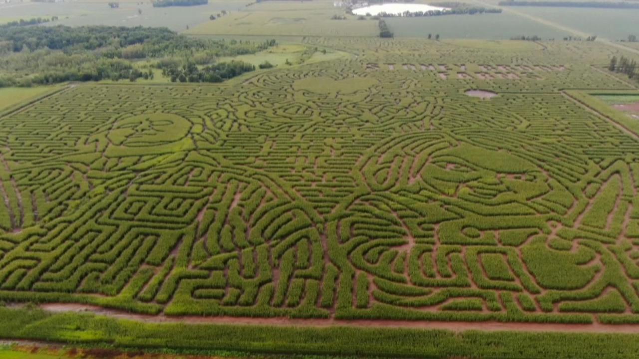 Is this the largest corn maze in the world? | Offbeat News | Sky News Is this the largest corn maze in the world? | Offbeat News | Sky News